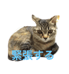 ショコラの毎日（個別スタンプ：15）