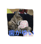ショコラの毎日（個別スタンプ：17）