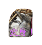 ショコラの毎日（個別スタンプ：19）