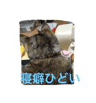 ショコラの毎日（個別スタンプ：20）
