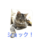 ショコラの毎日（個別スタンプ：21）