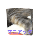 ショコラの毎日（個別スタンプ：22）