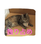 ショコラの毎日（個別スタンプ：23）