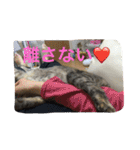 ショコラの毎日（個別スタンプ：24）