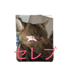 ショコラの毎日（個別スタンプ：25）