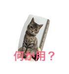ショコラの毎日（個別スタンプ：28）