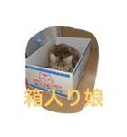 ショコラの毎日（個別スタンプ：30）