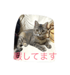 ショコラの毎日（個別スタンプ：31）