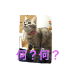 ショコラの毎日（個別スタンプ：32）