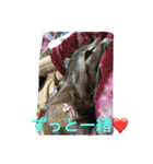 ショコラの毎日（個別スタンプ：33）