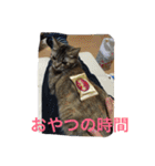 ショコラの毎日（個別スタンプ：34）