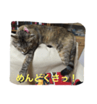 ショコラの毎日（個別スタンプ：36）