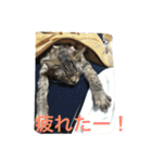 ショコラの毎日（個別スタンプ：37）