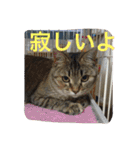 ショコラの毎日（個別スタンプ：39）