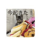 ショコラの毎日（個別スタンプ：40）