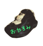 suchisuchi jack（個別スタンプ：1）
