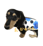 suchisuchi jack（個別スタンプ：3）