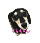 suchisuchi jack（個別スタンプ：6）