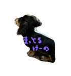 suchisuchi jack（個別スタンプ：7）
