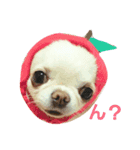 白チワワさんと仲間たち（個別スタンプ：3）