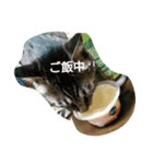 2匹の1日（個別スタンプ：4）