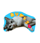 猫スタ2(ねこのすたんぷ2）（個別スタンプ：1）