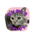 猫スタ2(ねこのすたんぷ2）（個別スタンプ：3）