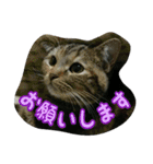 猫スタ2(ねこのすたんぷ2）（個別スタンプ：4）