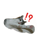 猫スタ2(ねこのすたんぷ2）（個別スタンプ：5）