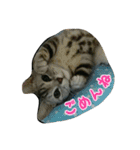 猫スタ2(ねこのすたんぷ2）（個別スタンプ：6）
