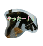 猫スタ2(ねこのすたんぷ2）（個別スタンプ：8）