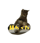 猫スタ2(ねこのすたんぷ2）（個別スタンプ：10）