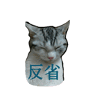 猫スタ2(ねこのすたんぷ2）（個別スタンプ：12）