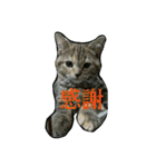 猫スタ2(ねこのすたんぷ2）（個別スタンプ：13）