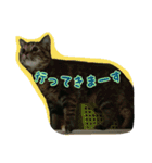 猫スタ2(ねこのすたんぷ2）（個別スタンプ：17）