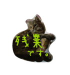 猫スタ2(ねこのすたんぷ2）（個別スタンプ：18）