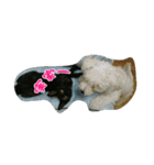 猫スタ2(ねこのすたんぷ2）（個別スタンプ：21）