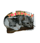 猫スタ2(ねこのすたんぷ2）（個別スタンプ：22）