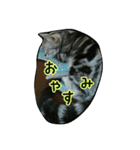 猫スタ2(ねこのすたんぷ2）（個別スタンプ：26）