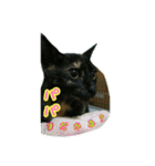 猫スタ2(ねこのすたんぷ2）（個別スタンプ：27）