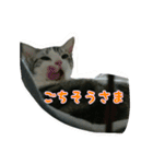 猫スタ2(ねこのすたんぷ2）（個別スタンプ：28）