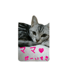 猫スタ2(ねこのすたんぷ2）（個別スタンプ：29）