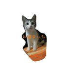 猫スタ2(ねこのすたんぷ2）（個別スタンプ：31）