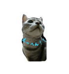 猫スタ2(ねこのすたんぷ2）（個別スタンプ：32）