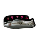 猫スタ2(ねこのすたんぷ2）（個別スタンプ：36）
