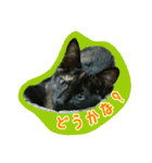 猫スタ2(ねこのすたんぷ2）（個別スタンプ：38）