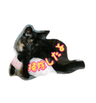 猫スタ2(ねこのすたんぷ2）（個別スタンプ：39）