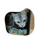 猫スタ2(ねこのすたんぷ2）（個別スタンプ：40）
