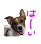 愛しのわんこミミ。2（個別スタンプ：2）