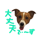 愛しのわんこミミ。2（個別スタンプ：3）